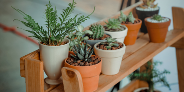 ¿Cuáles son las plantas que no pueden faltar en tu hogar?