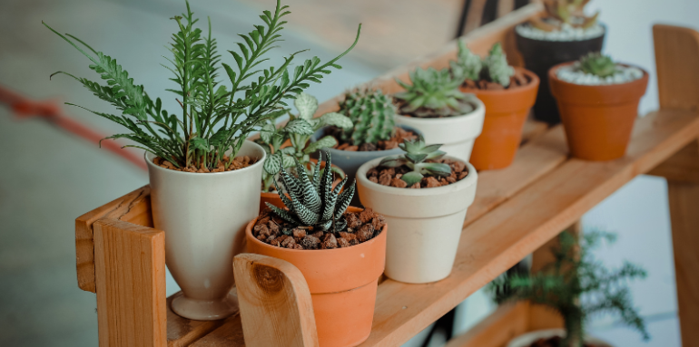 ¿Cuáles son las plantas que no pueden faltar en tu hogar?